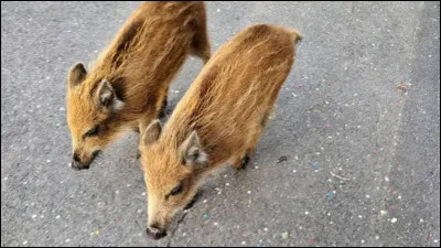 Comment s�appelle le b&eacute;b&eacute; du sanglier ?