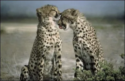 Jusqu�&agrave; quelle vitesse peut aller un gu&eacute;pard ?