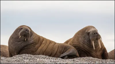 Quel est le seul mammif&egrave;re marin m&acirc;le &agrave; avoir des d&eacute;fenses ?