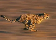 Quiz Quiz Extraordinaire sur les F�lins !