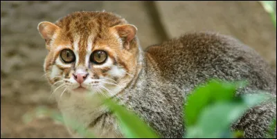 Quel petit f&eacute;lin nocturne d�Asie du Sud-Est est adapt&eacute; &agrave; la vie dans les mar&eacute;cages et poss&egrave;de des pattes larges pour se d&eacute;placer silencieusement sur les terrains humides ?