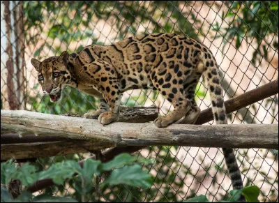 Quel f&eacute;lin asiatique poss&egrave;de des canines hypertrophi&eacute;es et un pelage &agrave; motifs en forme de nuages ?