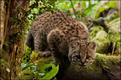 Quel petit f&eacute;lin d�Am&eacute;rique du Sud est extr&ecirc;mement rare, poss&egrave;de un pelage tachet&eacute; fin et vit dans des zones montagneuses et foresti&egrave;res isol&eacute;es ?