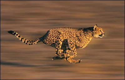 Quel f&eacute;lin est le plus rapide sur terre ?