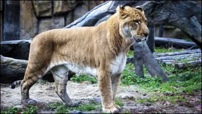 Quel est l'animal hybride qui est issu d'une femelle tigre et un lion m&acirc;le ?