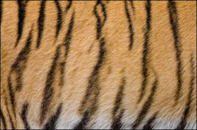 &Agrave; quoi servent les rayures du tigre ?