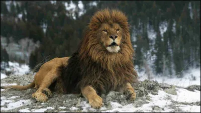 Quel le plus grand lion jamais connu ?