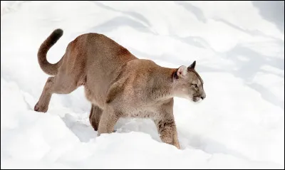 Parmi ces f&eacute;lins, lequel n'est pas capable de rugir comme les autres ?