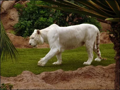 Quelles sont les particularit&eacute;s du tigre blanc (Albinos) ?