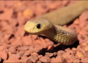 Quiz Quel est cet animal ?