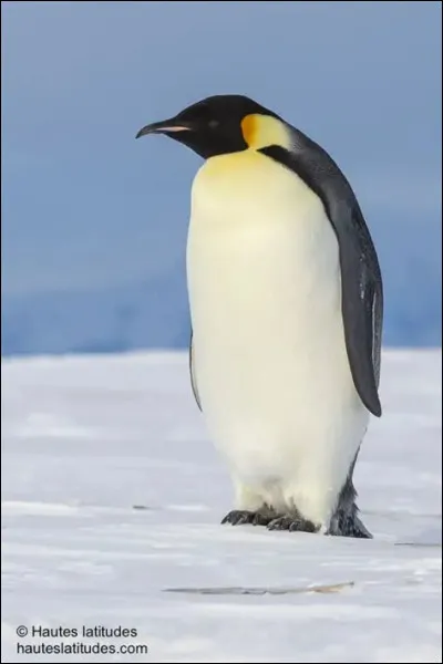 Quel est cet animal ?