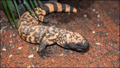 Quel est cet animal ?