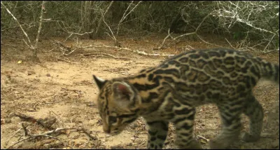 Quel est cet animal ?