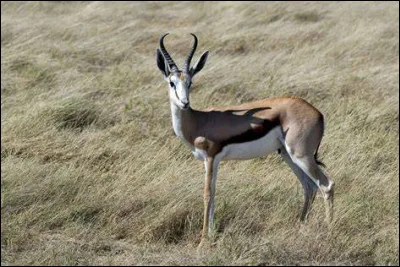 Quel est cet animal ?