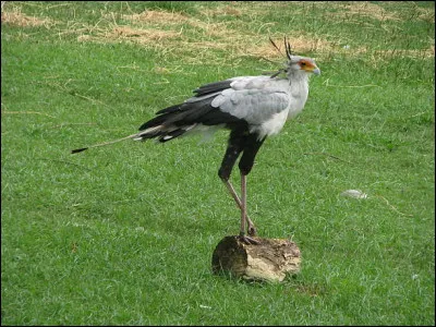 Quel est cet animal ?