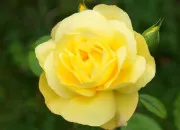 Quiz Les couleurs en anglais !