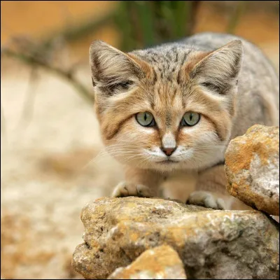 Pour finir, aimes-tu les f&eacute;lins ?
