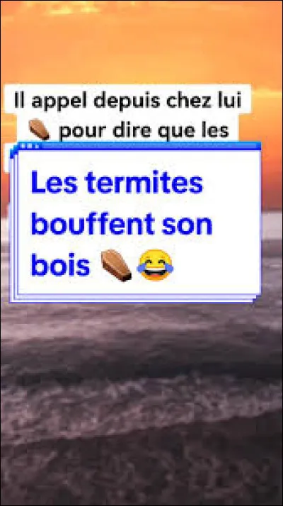 En pr&eacute;sence de termites dans votre maison ou votre appartement, que devez-vous faire en premier lieu ?