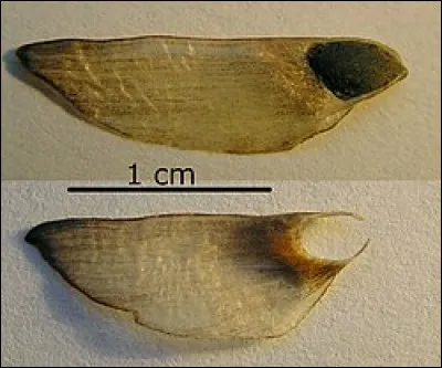 Que mangeait un artophage ?