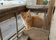 Test Qui es tu entre mes chats ?