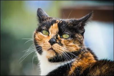 Si tu &eacute;tait un chat, quel pelage aurait tu ?