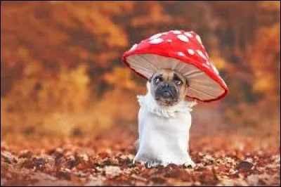 Ton animal pr&eacute;f&eacute;r&eacute; est...