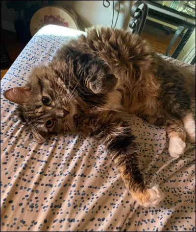 Ok, c'est assez, non ?Quelle est la couleur de son pelage ?