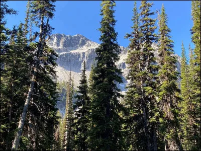 &Eacute;toile du Tigre : qui d&eacute;teste-t-il ?