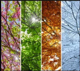 Quelle saison pr&eacute;f&egrave;res-tu ?