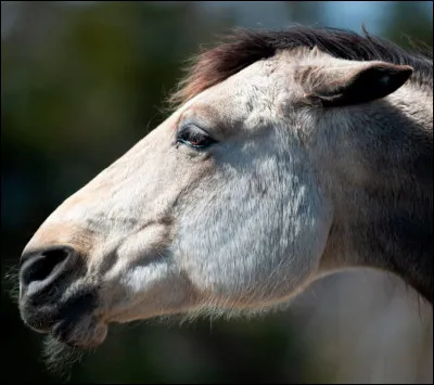 Mon cheval a les oreilles plaqu&eacute;es en arri&egrave;re, il...