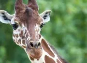 Quiz Vrai ou faux sur la girafe