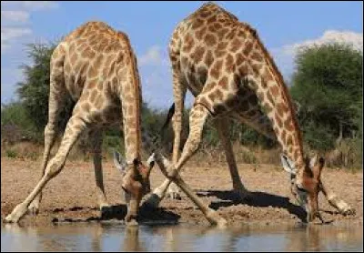 Une girafe boit environ 40 litres d'eau par jour !
