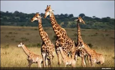 Les girafes d&eacute;testent &ecirc;tre seules.