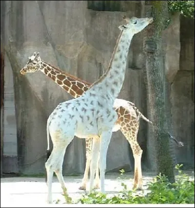 Cette girafe est une albinos.