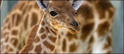 Le petit de la girafe se nomme le girafon.