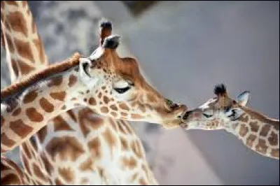 Le nombre de girafes diminue.