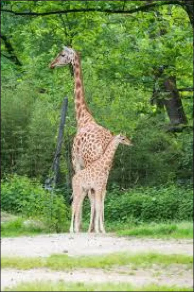 Les girafes sont des mammif&egrave;res.