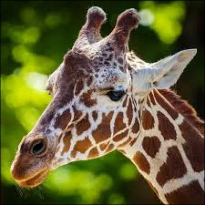 Le nom latin de girafe est Giraffa camelopardalis.