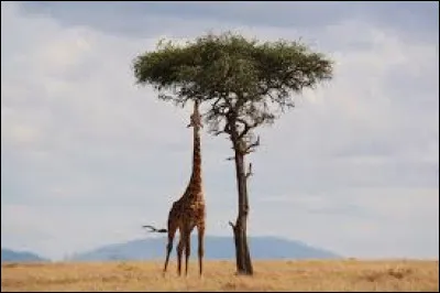 La girafe mesure de 6 &agrave; 7 m.
