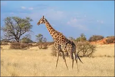 Le poids d'une girafe m&acirc;le adulte est de 800 &agrave; 1 900 kg maximum.
