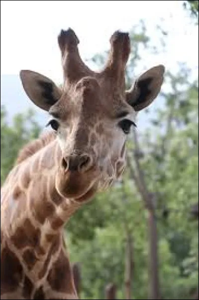 Le poids de la femelle varie de 400 &agrave; 900 kg.