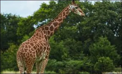 Il existe quatre esp&egrave;ces de girafes diff&eacute;rentes sur Terre.