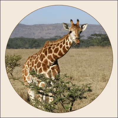 La girafe de Rothschild est l'une des sous-esp&egrave;ces les moins menac&eacute;es.