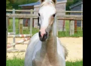 Quiz Les robes de chevaux