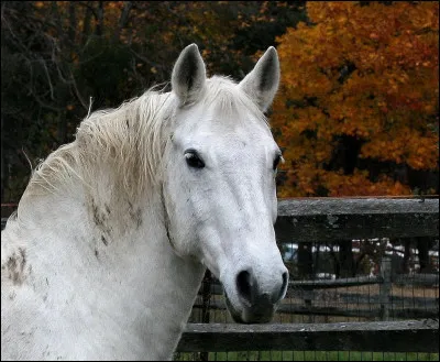 Quelle est la robe de ce cheval ?