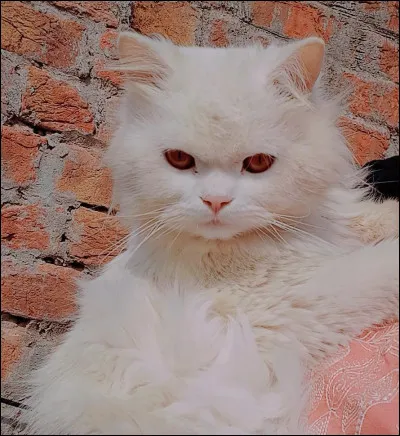 Tu pr&eacute;f&egrave;res &ecirc;tre un m&acirc;le ou une femelle ?