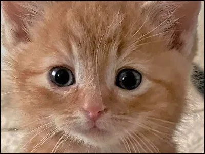 Tu voudrais avoir...