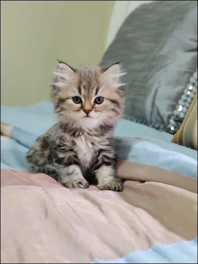 Ta principale qualit&eacute; serais...