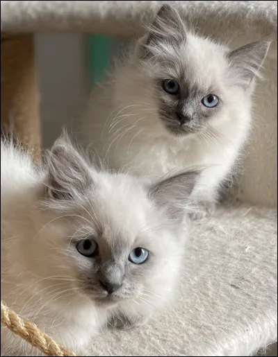 Comment appellerais tu tes chatons ?