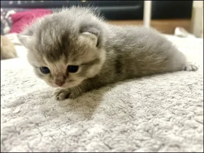 Aimerais tu avoir un apprenti ?